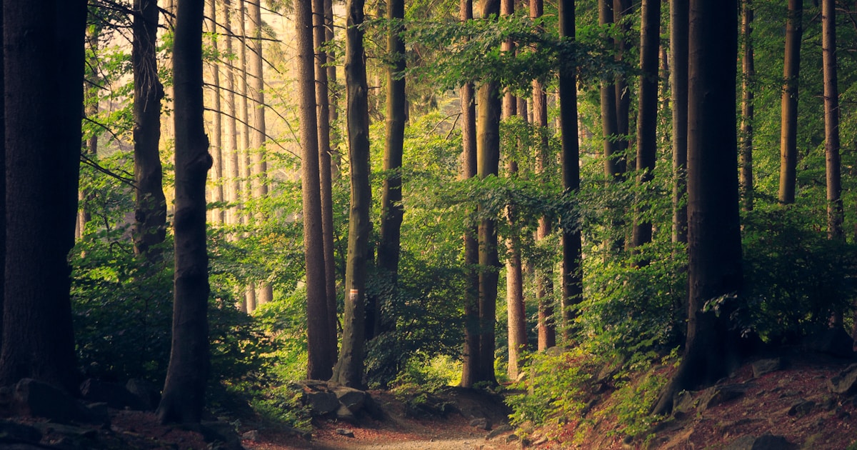 Forest path lit by golden morning light — visual metaphor for the step-by-step progress a tracker makes visible