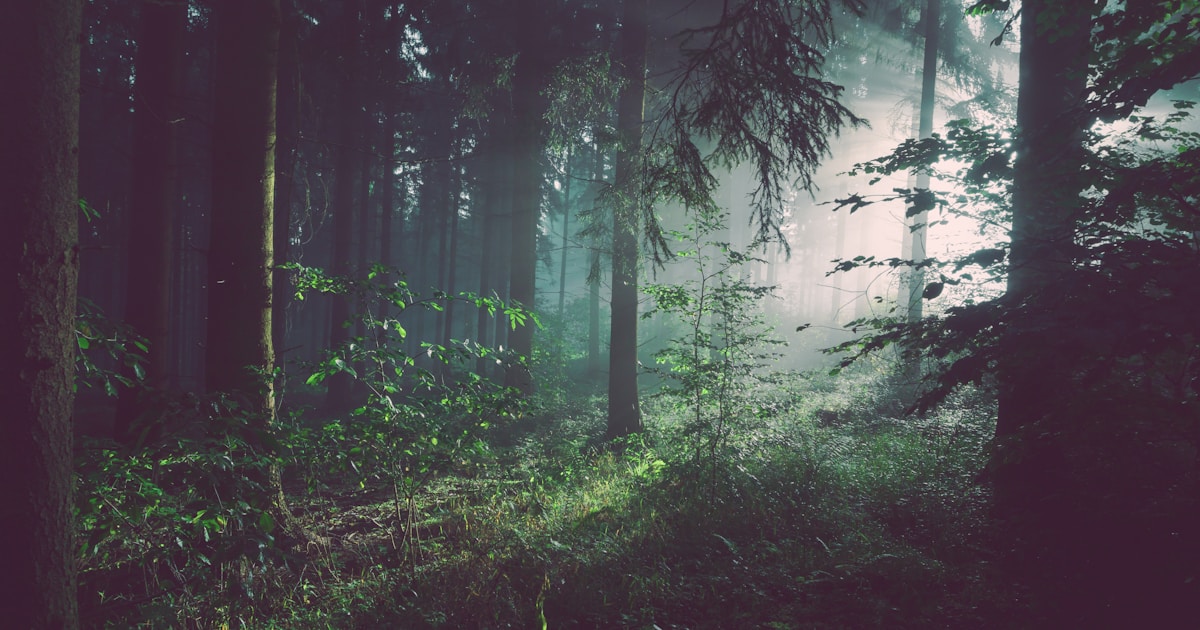 Two trees growing close together with one tilting toward the other for support — the difference between enabling and supporting a loved one with addiction is often the difference between holding them up and standing beside them