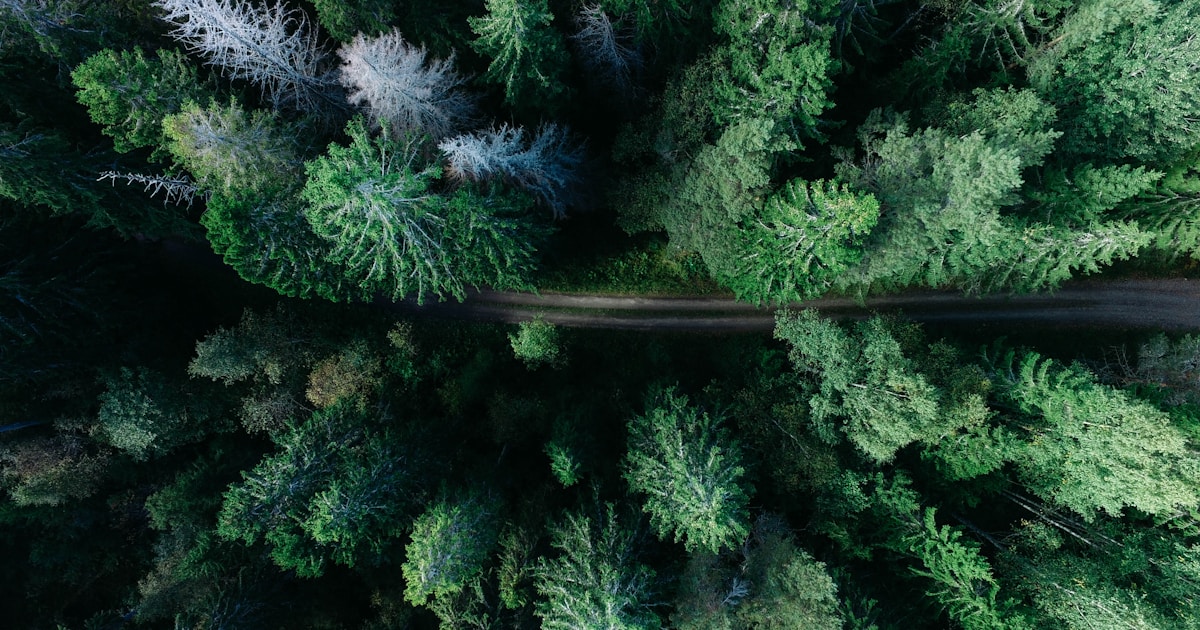 An aerial view of a quiet road running straight through a deep evergreen forest — the longest family conversations are not one dramatic confrontation but many brief honest exchanges along the same long road