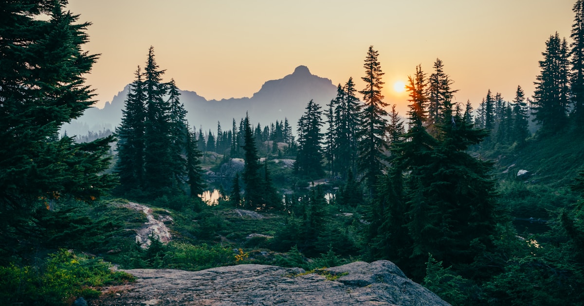 Morning mist lifting off a green forest canopy at dawn — clarity, motivation, and sleep typically return over the weeks after stopping cannabis