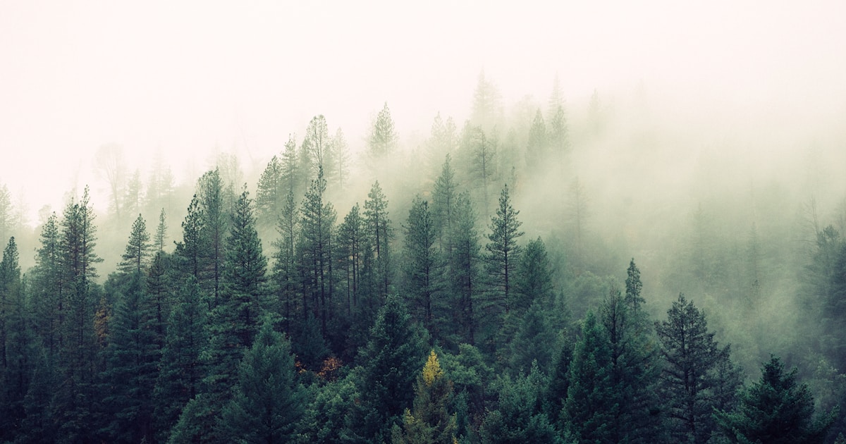Soft light slowly cutting through dense fog over a quiet lake — clarity returning to the brain after methamphetamine use is slow, measurable, and visible in monthly increments rather than daily ones