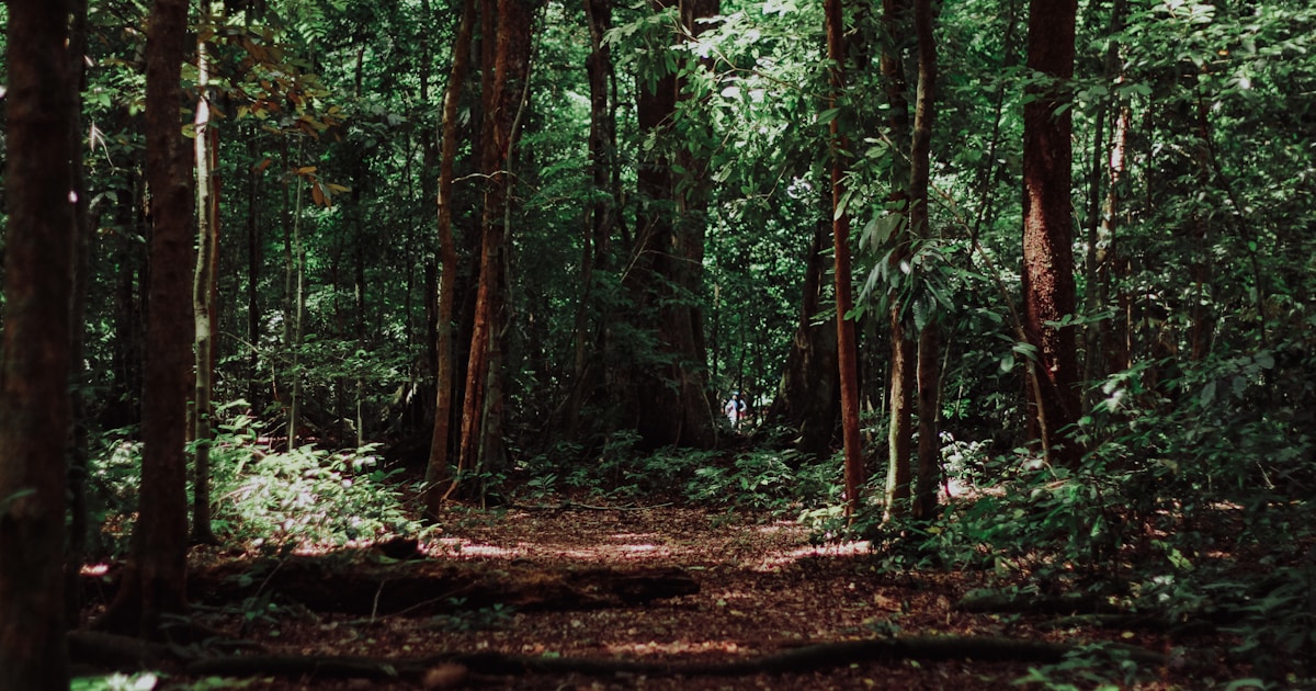 Two parallel paths through a forest at dawn — two effective medications, the same destination of recovery