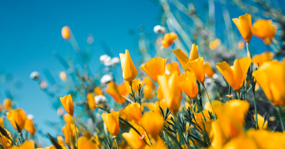 Abstract watercolor of a field of golden flowers opening toward a clear blue sky — harm reduction keeps people alive long enough for recovery to bloom
